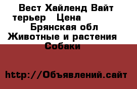 Вест Хайленд Вайт терьер › Цена ­ 25 000 - Брянская обл. Животные и растения » Собаки   